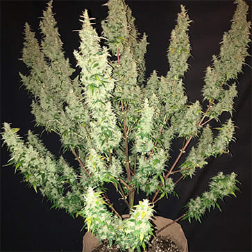 Насіння конопель Auto Pineapple Feminised Silver